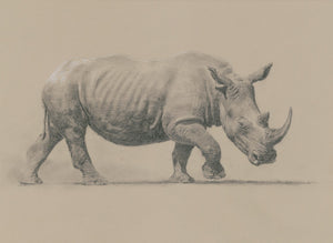 'White Rhino' Limited Edition Print (100 only) by Ashley Boon - 13.5" x 19.5"