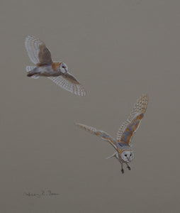 'Barn Owl Flight Studies' - Original watercolour by Ashley Boon - 14.5" x 11.5"