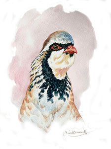 'Red-legged Partridge studies’ - Original Ink Drawing by David Cemmick - 24 x 19cm