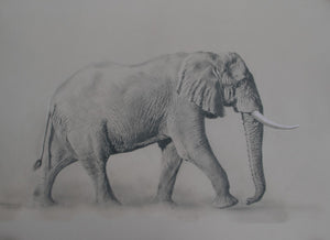 027. 'African Elephant' Limited Edition Print (100 only) by Ashley Boon - 20.5" x 28"