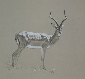 028. 'Impala Ram' Limited Edition Print (100 only) by Ashley Boon - 8" x 8.75"
