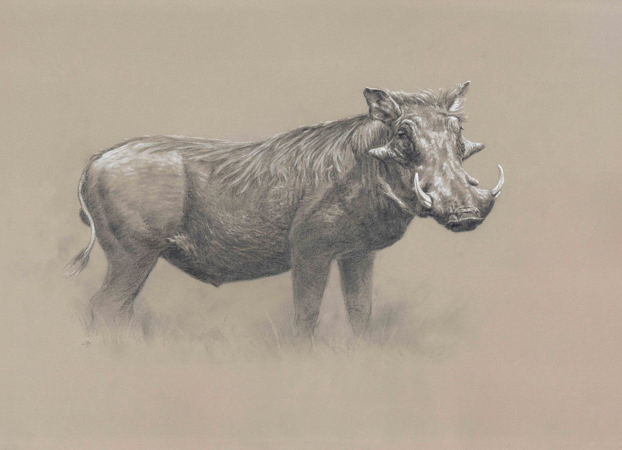 032. 'Warthog' Limited Edition Print (25 only) by Ashley Boon - 21.75" x 29.75"