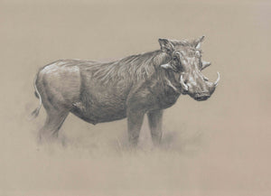 032. 'Warthog' Limited Edition Print (25 only) by Ashley Boon - 21.75" x 29.75"