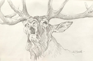 'Roaring Stag 2’ - Original Pencil Drawing by David Cemmick - 20 x 30cm