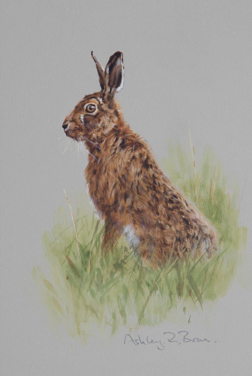 'Alert, Brown Hare' - Original Watercolour by Ashley Boon - 9.5" x 6.5"