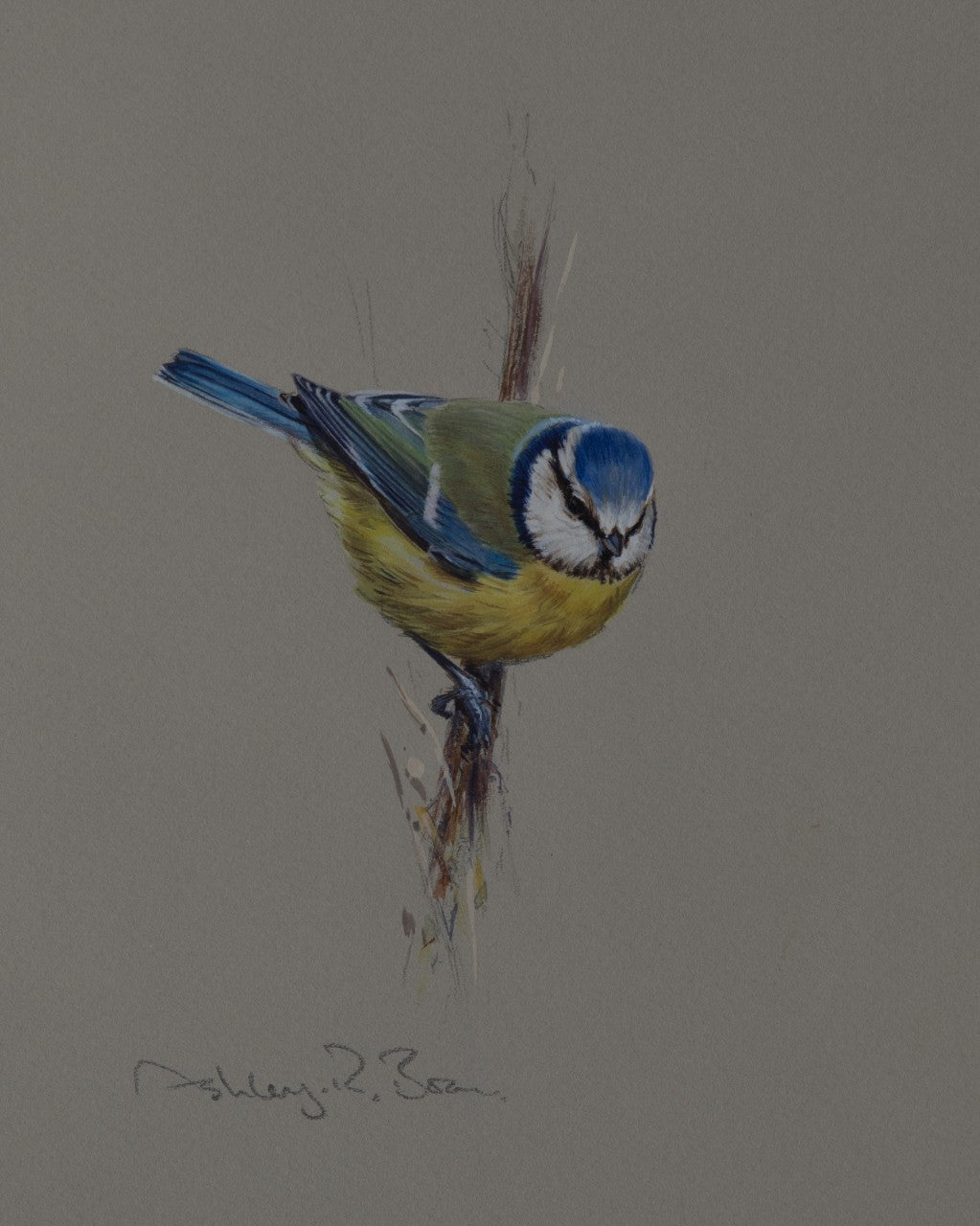 'Blue Tit Study' - Original watercolour by Ashley Boon - 8 x 6.5"