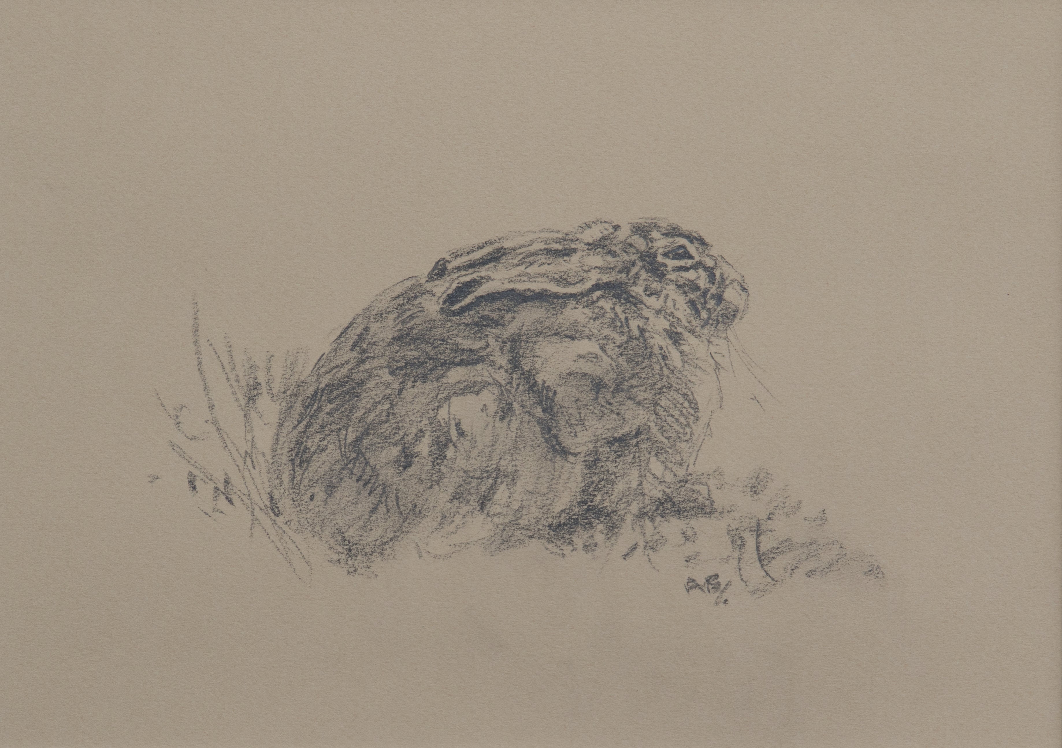 'Brown Hare Sketch II' - Original Pencil Drawing by Ashley Boon - 7.75" x 9.5"