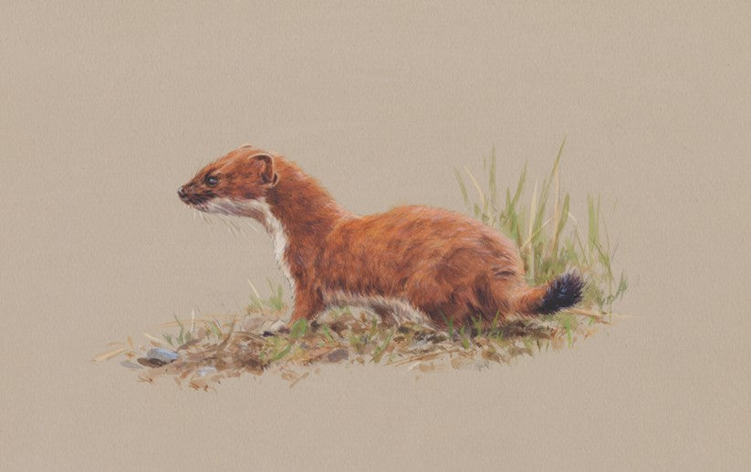 037 Stoat Limited Edition Print 100 Only By Ashley Boon 7 X 11 The Gwct Wildlife Art 