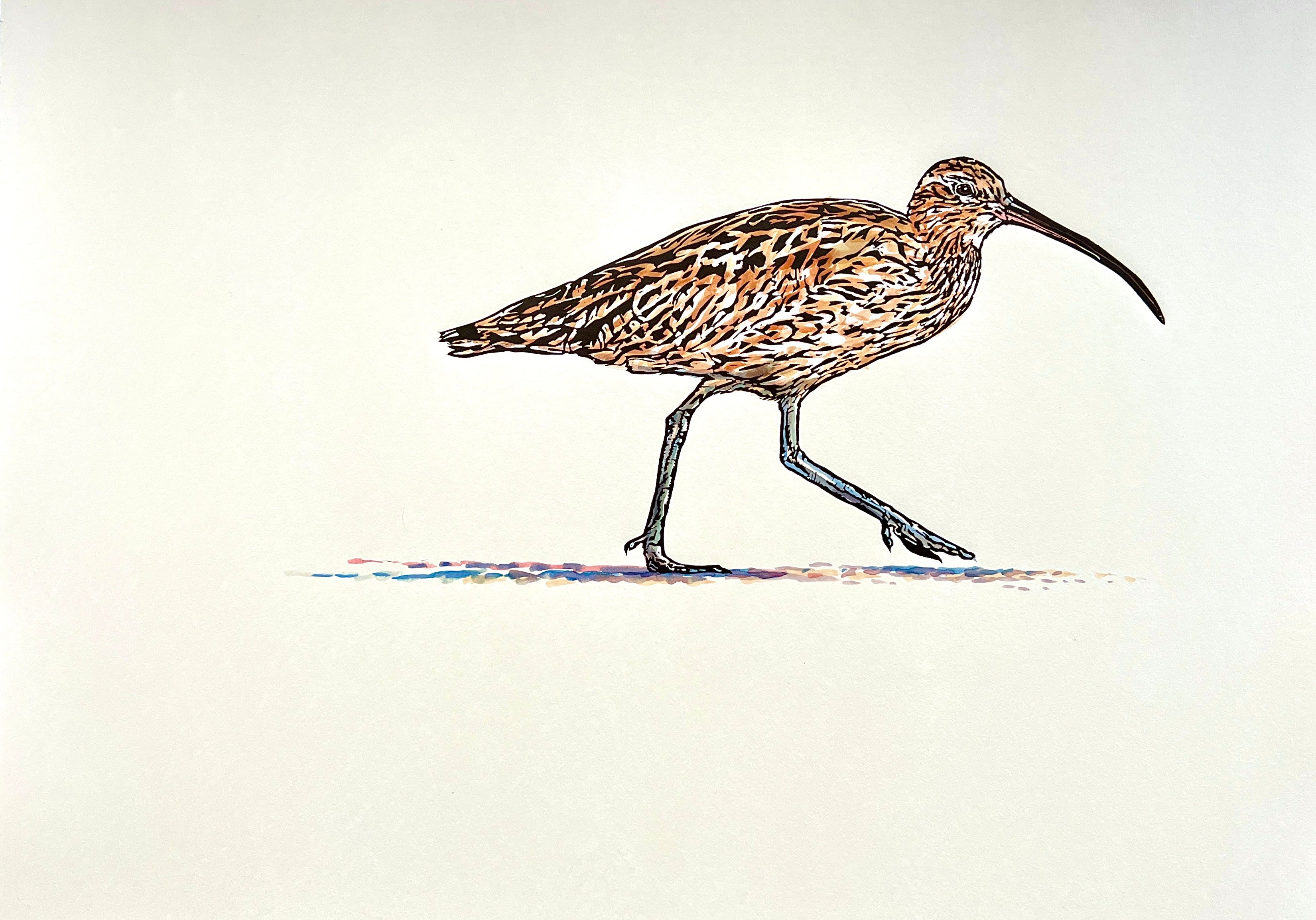 'Curlew' - Original Hand Printed, Hand Coloured Linocut by Sarah Cemmick