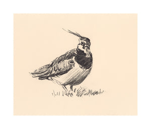 'Lapwing Sketch' Limited Edition Print (100 only) by Ashley Boon - 7.5" x 9"