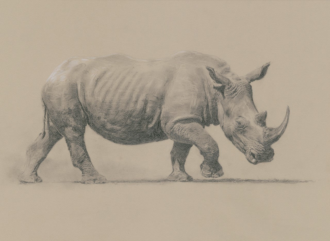 'White Rhino' Limited Edition Print (100 only) by Ashley Boon - 13.5" x 19.5"