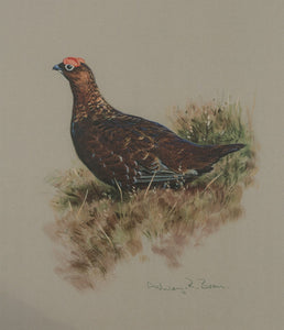 001. 'Cock Grouse' Limited Edition Print (100 only) by Ashley Boon - 9.75" x 8.5"