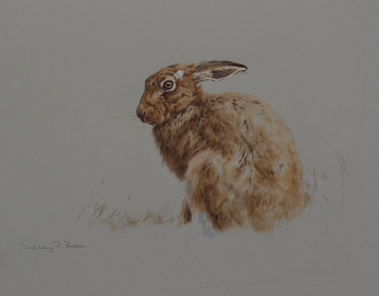 010. 'Brown Hare Study' Limited Edition Print (100 only) by Ashley Boon - 10" x 13"