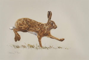011. 'Brown Hare' Limited Edition Print (100 only) by Ashley Boon - 12.5" x 18.5"