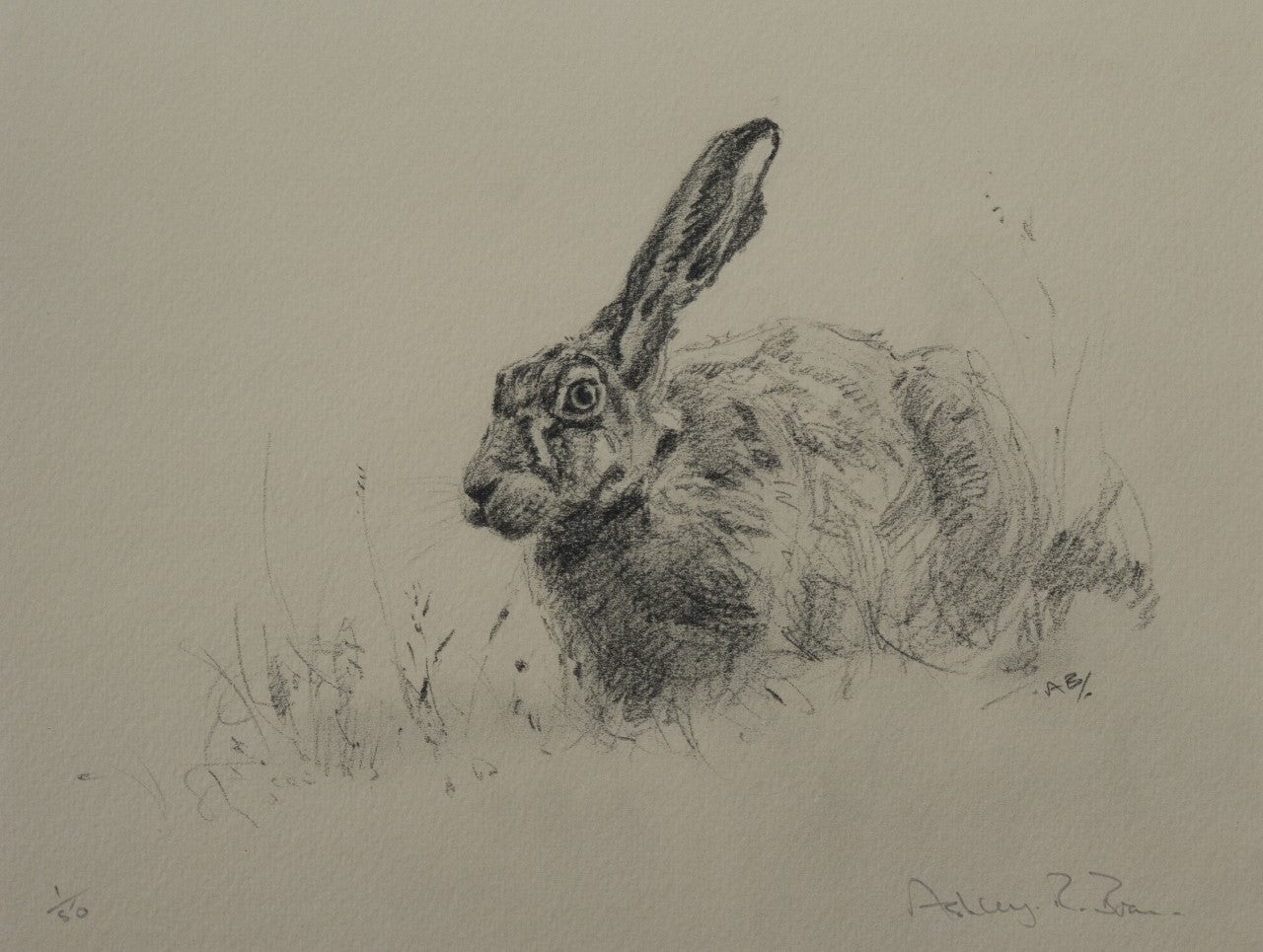 012. 'Brown Hare Sketch' Limited Edition Print (50 only) by Ashley Boon - 10" x 12.75"
