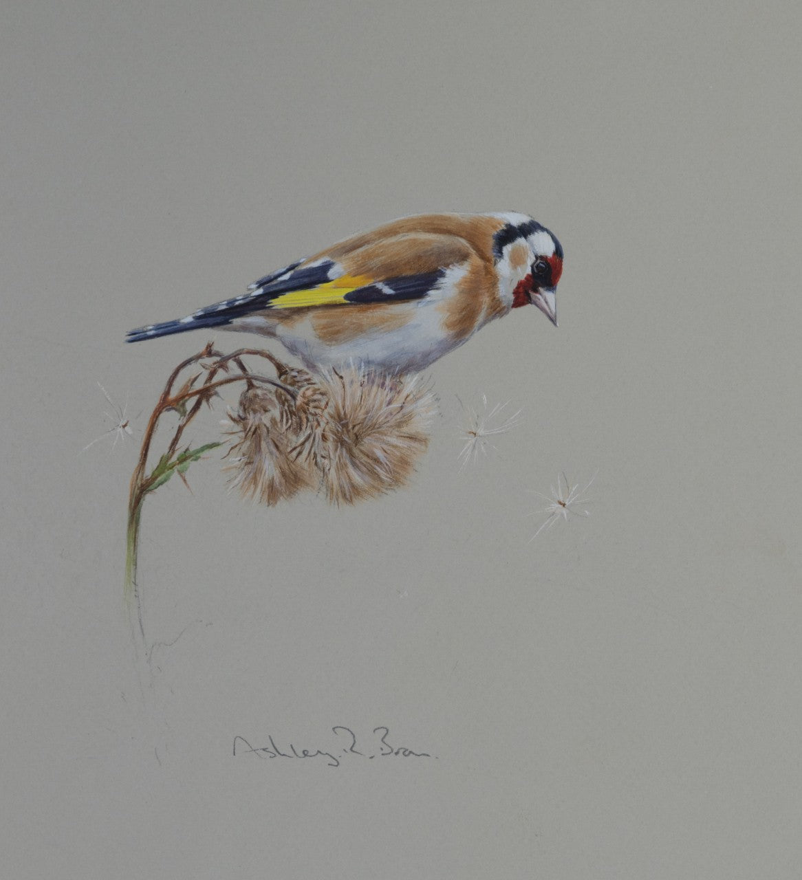 'Goldfinch & Thistledown' - Original watercolour by Ashley Boon - 8.75 x 8"