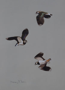 'Lapwing Flight Studies' Original watercolour by Ashley Boon - 13" x 9.5"