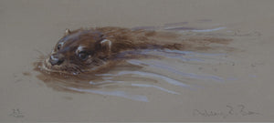013. 'Otter' Limited Edition Print (100 only) by Ashley Boon - 4" x 9.25"