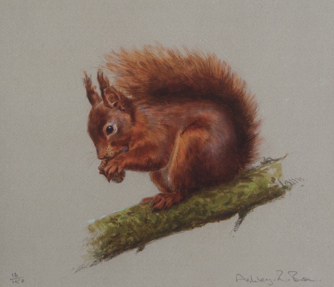 014. 'Red Squirrel' Limited Edition Print (150 only) by Ashley Boon - 8" x 9.5"