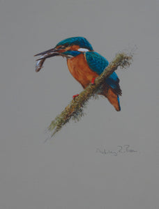015. 'Kingfisher' Limited Edition Print (100 only) by Ashley Boon -10" x 8"
