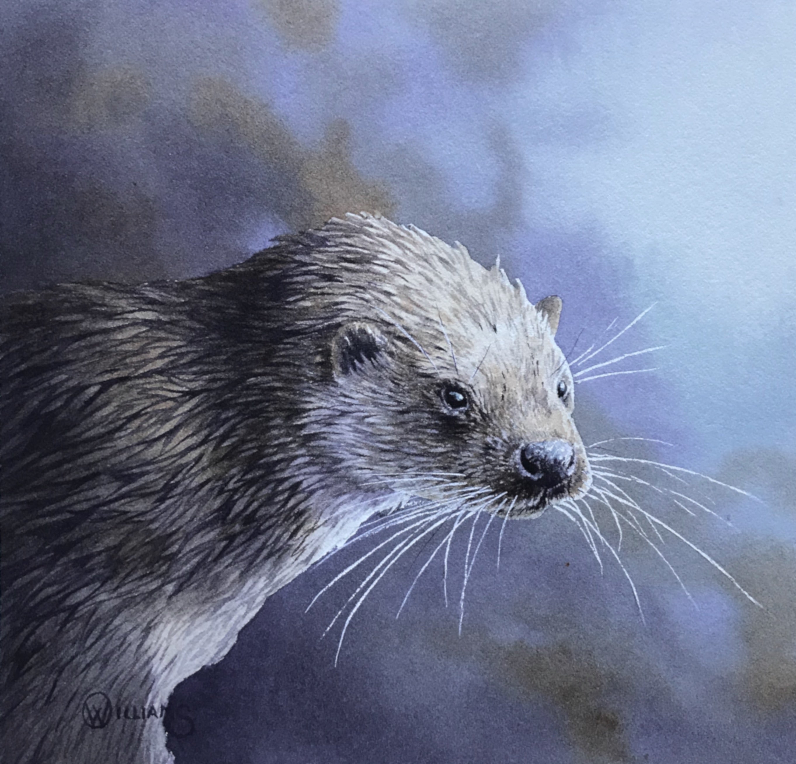 'Otter Study' - Original Watercolour Painting by Owen Williams - 16 x 18cm