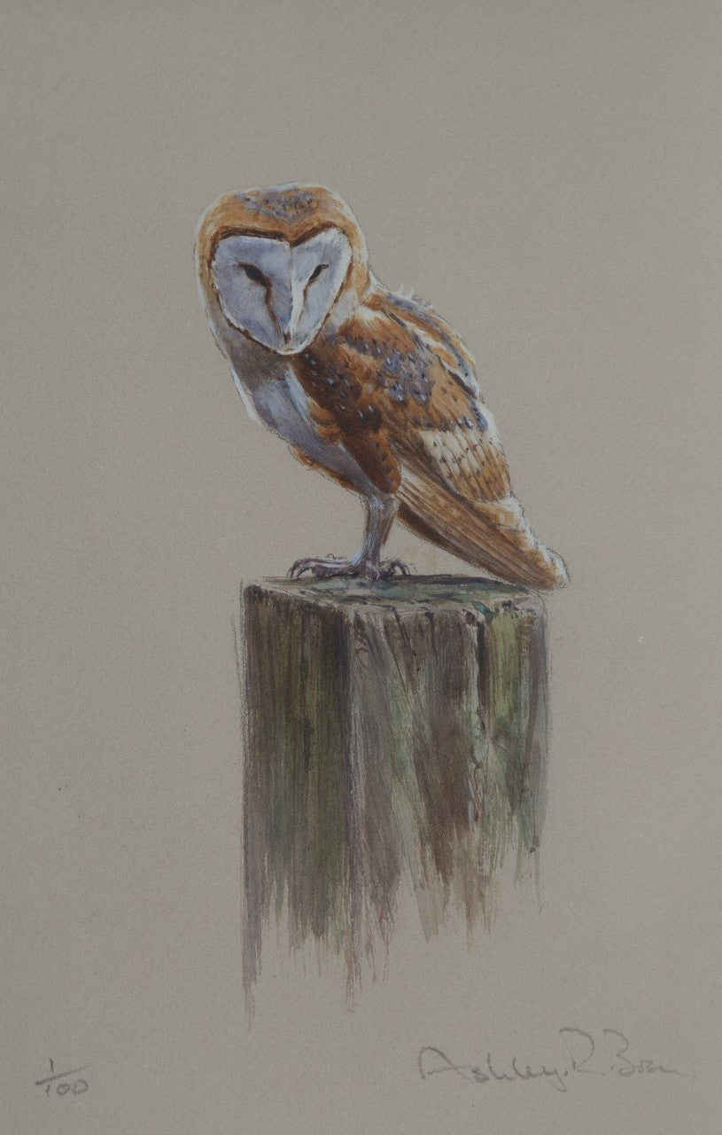 016. 'Barn Owl' Limited Edition Print (100 only) by Ashley Boon - 9" x 5.5"