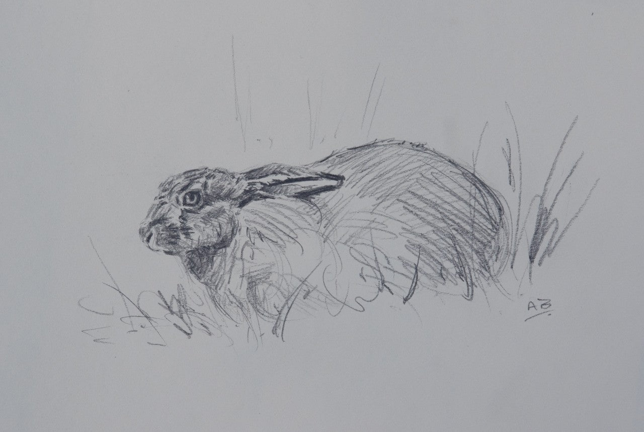 'Brown Hare' - Original pencil sketch by Ashley Boon - 6.5 x 9"