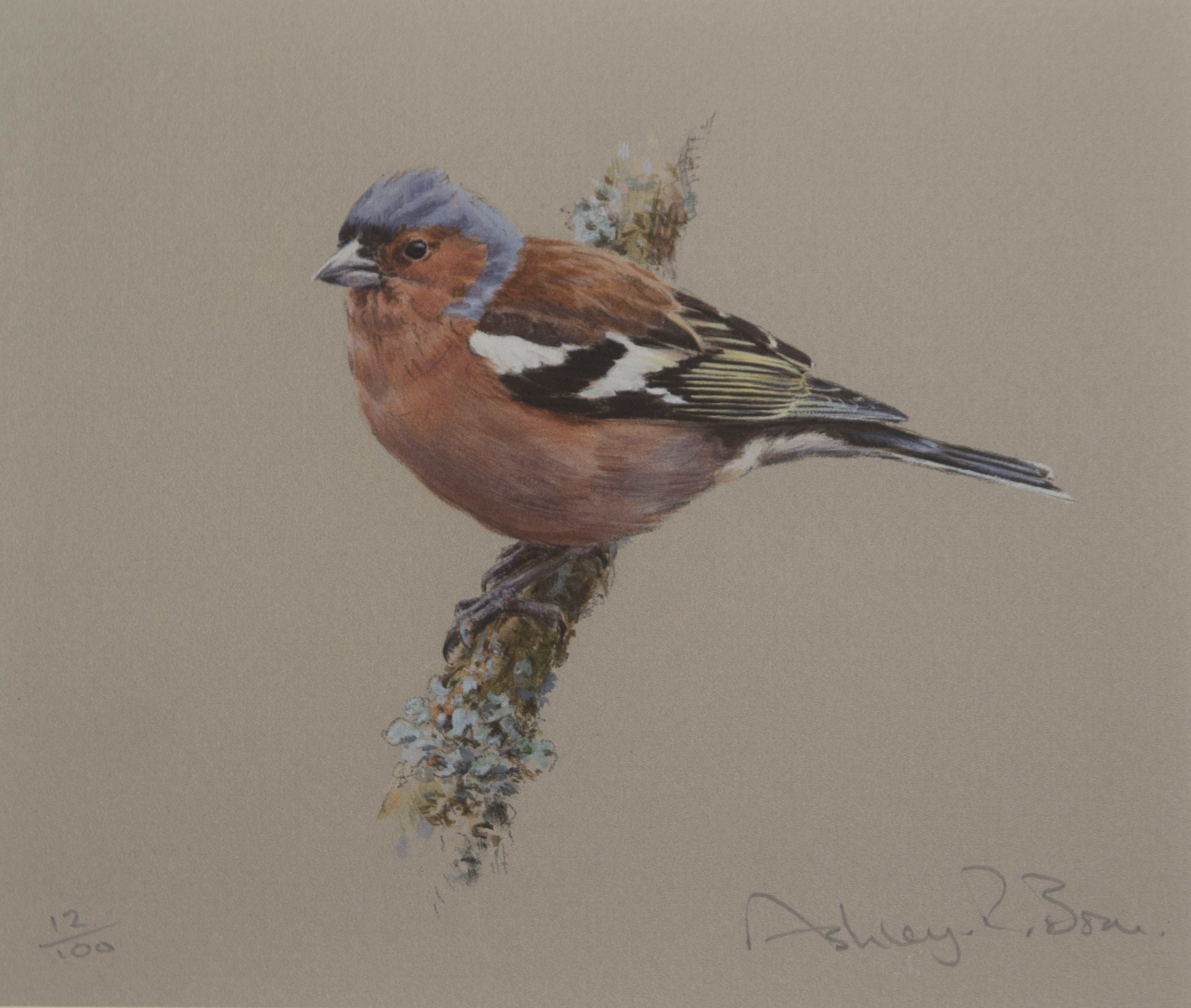 017. 'Chaffinch' Limited Edition Print (100 only) by Ashley Boon - 6" x 7"