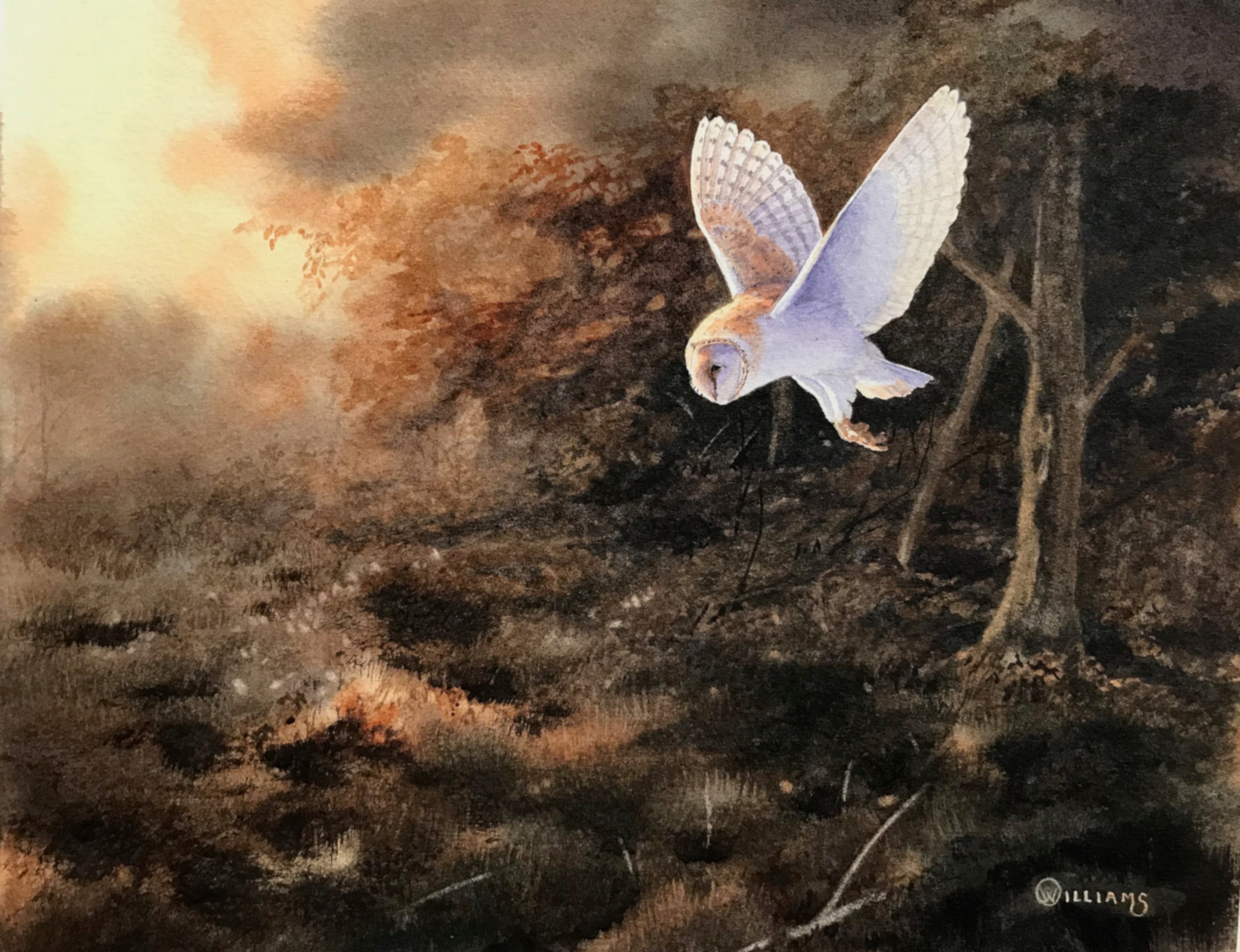 'Evening Barn Owl' - Original Watercolour Painting by Owen Williams - 22 x 27cm