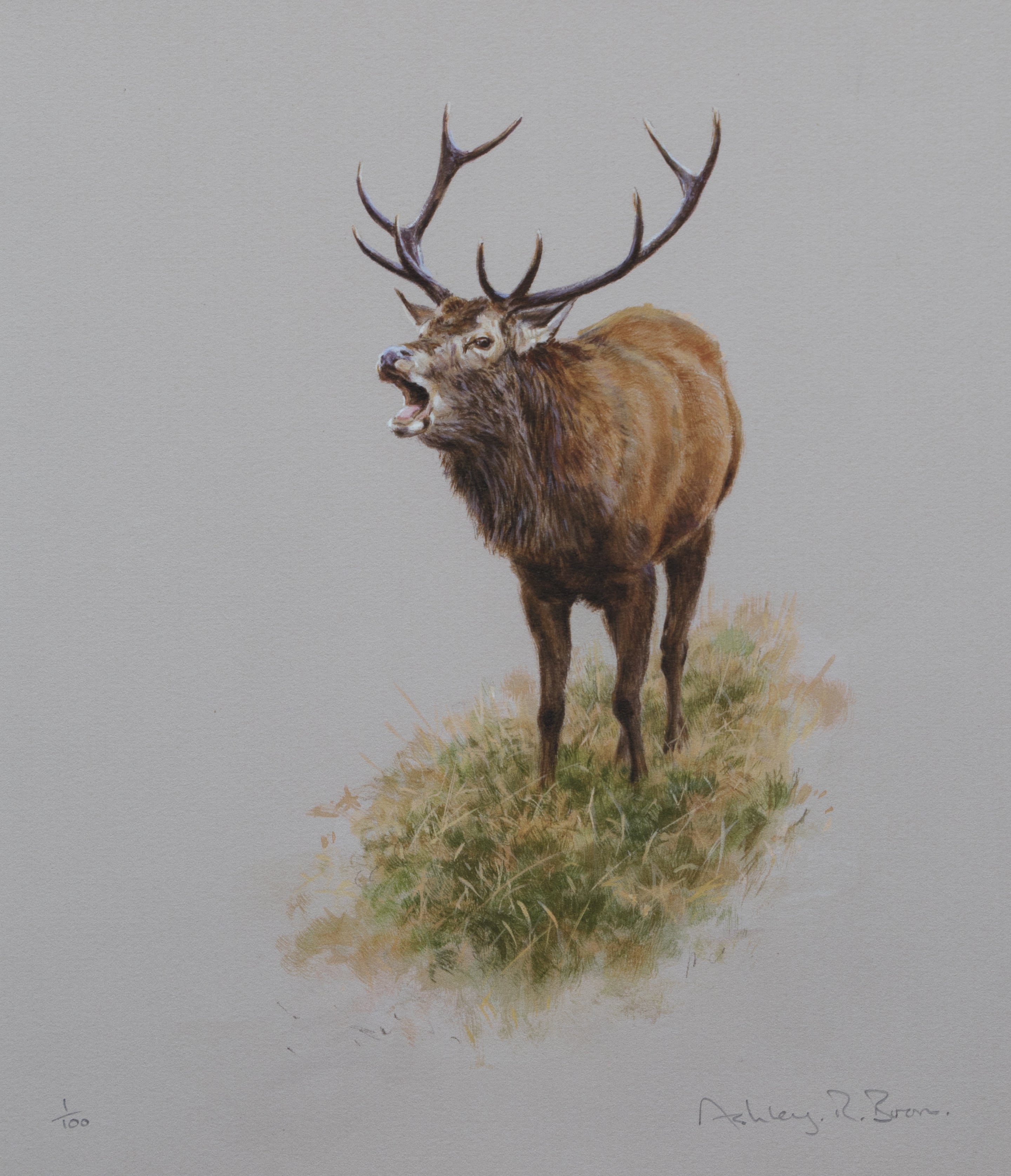 018. 'Roaring Stag' Limited Edition Print (100 only) by Ashley Boon - 11" x 8.5"
