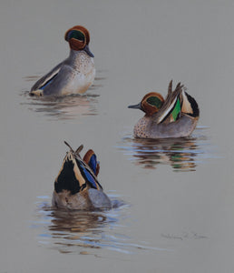 'Displaying Teal Studies' Original watercolour by Ashley Boon - 12" x 10.25"