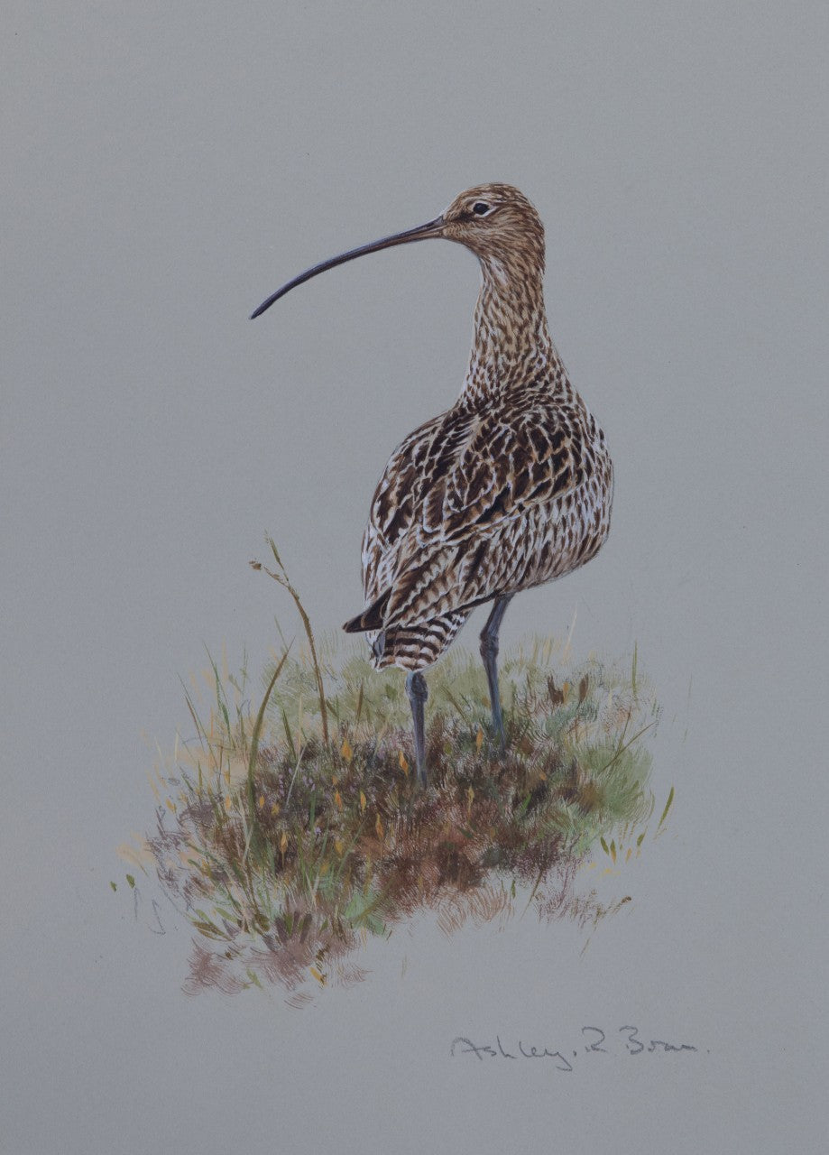 'Curlew' - Original watercolour by Ashley Boon - 12 x 8.75"