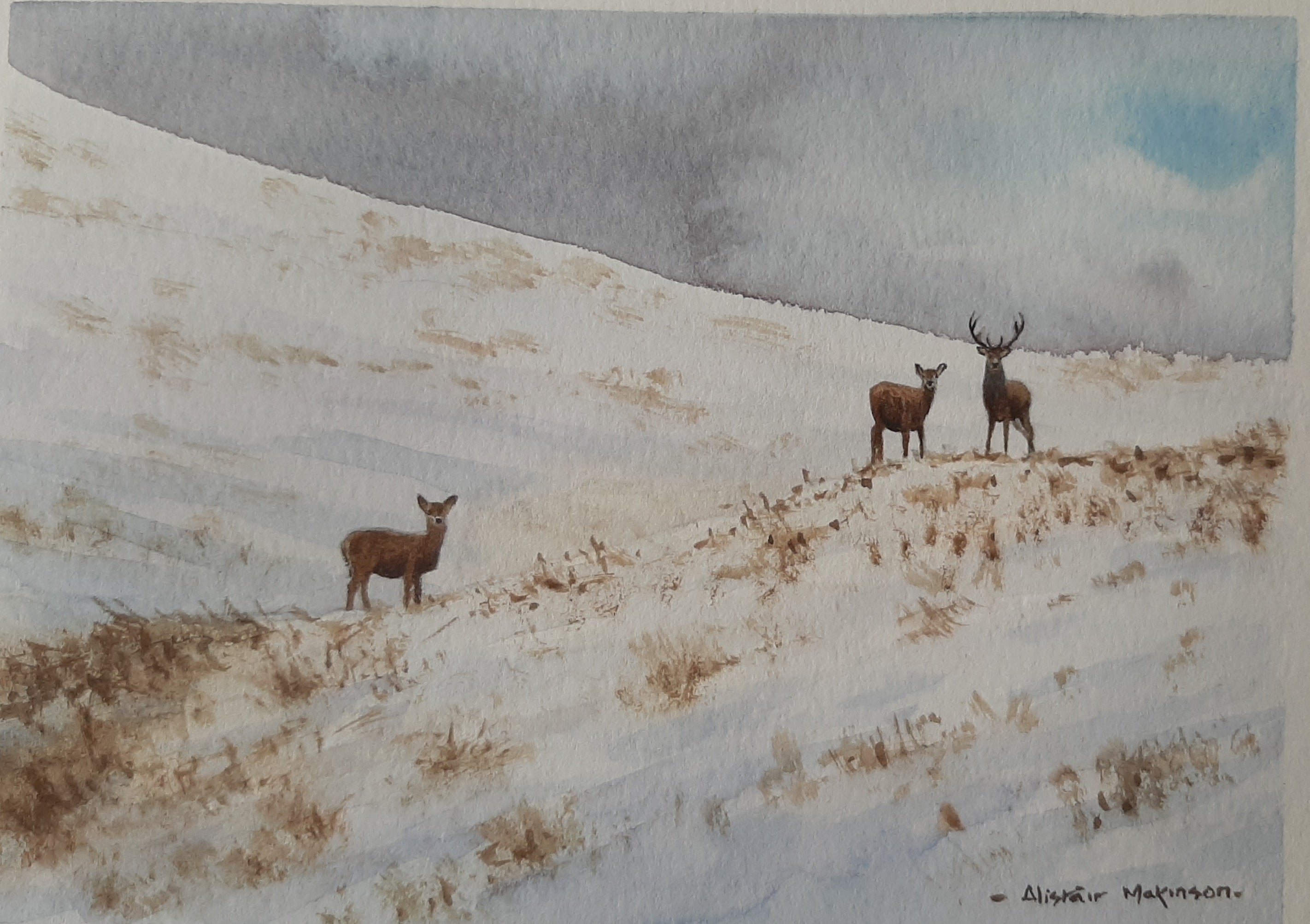 'Red Deer in the Snow' - Original Watercolour Painting by Alistair Makinson - 16 x 11.5cm