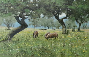 'Spanish Pigs' - Original Oil Painting by Alistair Makinson - 20 x 30cm