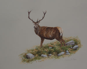 'Old Stag' Original watercolour by Ashley Boon - 18" x 21"