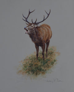 'Roaring Stag' Original watercolour by Ashley Boon - 11" x 8.5"