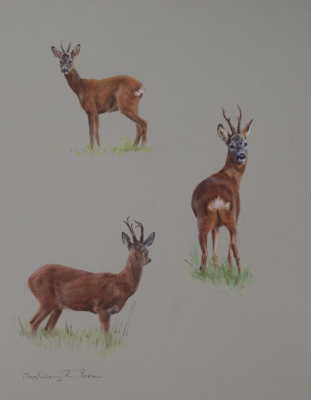 022. 'Three Roe Buck Studies' Limited Edition Print (100 only) by Ashley Boon - 13.75" x 11.5"