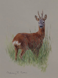 'Roe in Rushes' Original watercolour by Ashley Boon - 9.25" x 7"