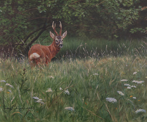 023. 'The Old Buck' Limited Edition Print (100 only) by Ashley Boon - 10" x 12"