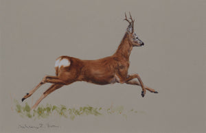 'Bolting Roe Buck' Original watercolour by Ashley Boon - 6.5" x 10"