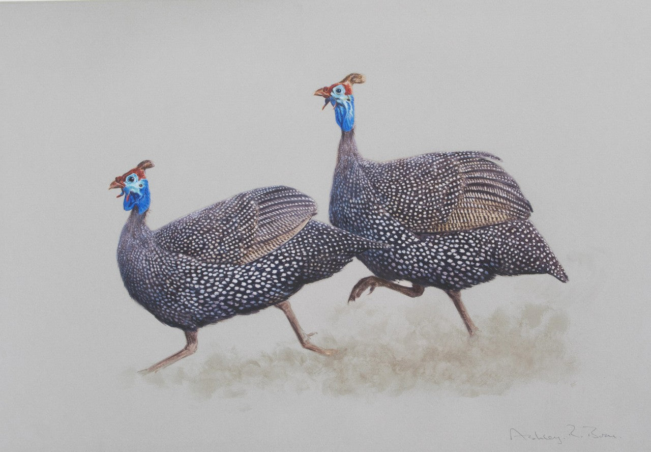 026. 'Helmeted Guinea Fowl' Limited Edition Print (100 only) by Ashley Boon - 15" x 22"