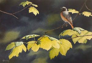 'Spring sunlight (Redstart)' - Original Watercolour Painting by Owen Williams - 27 x 39cm