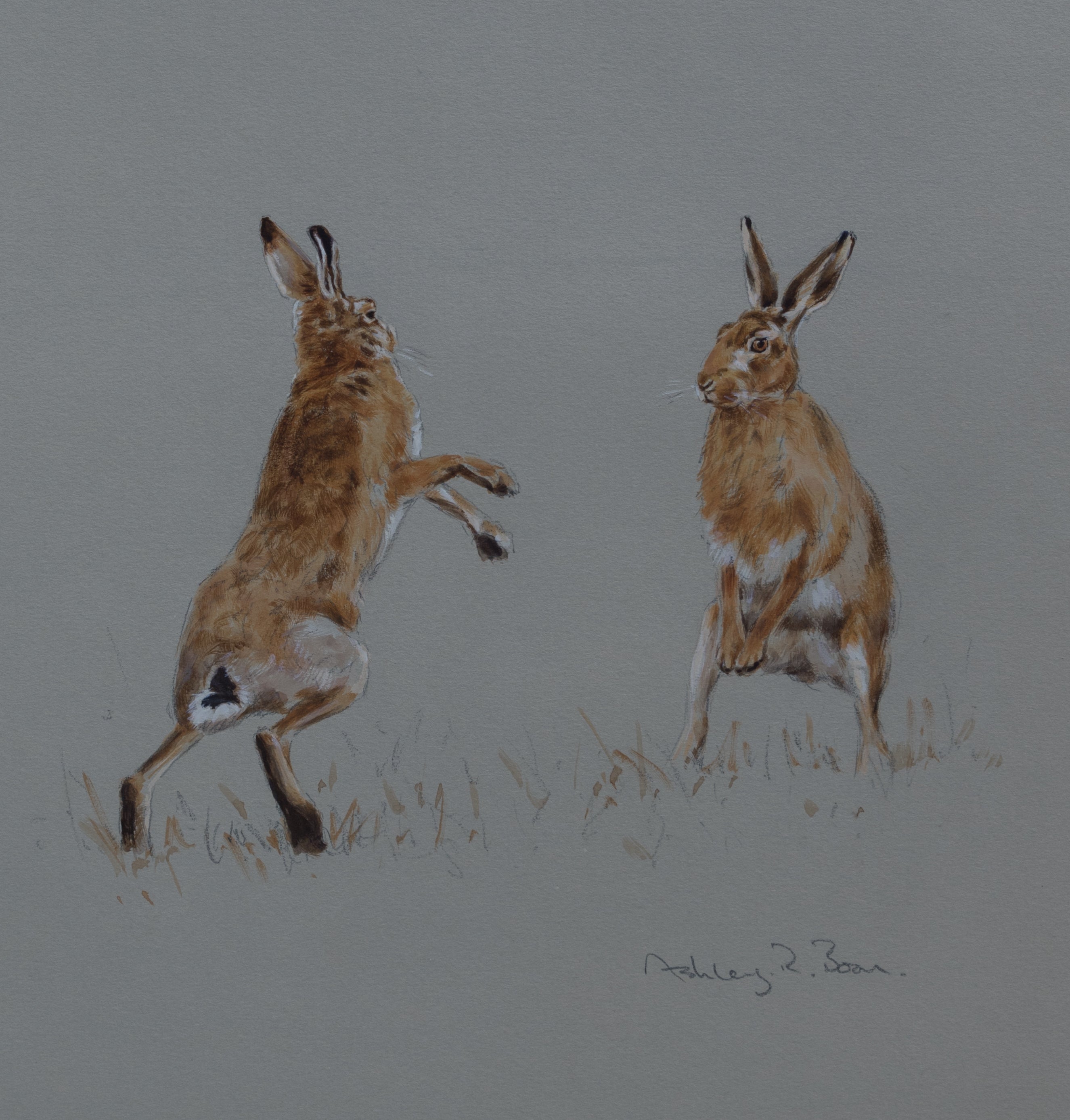 'Boxing Hares Sketch' - Original watercolour by Ashley Boon - 11" x 10"