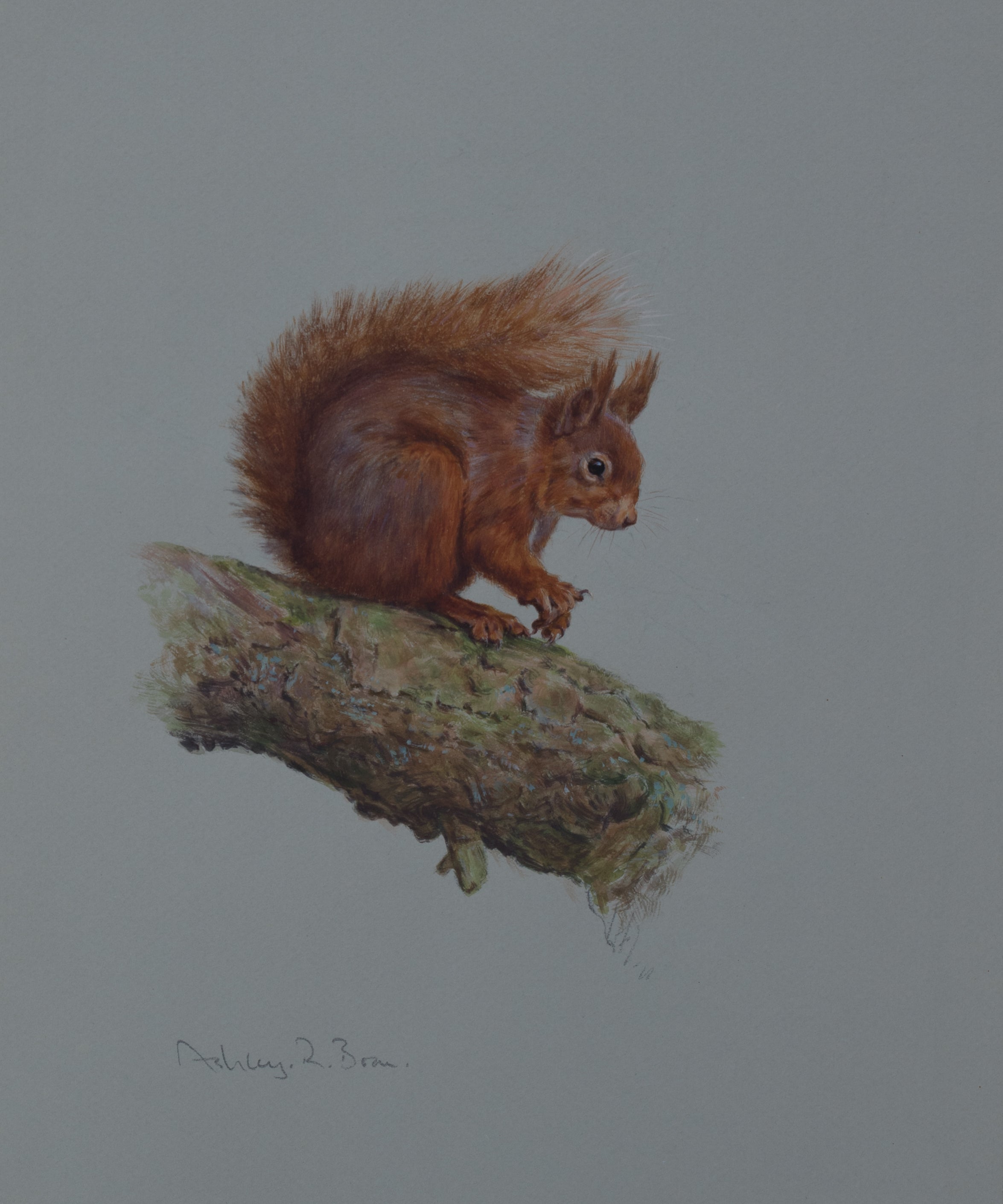 'Red Squirrel I' - Original watercolour by Ashley Boon - 12" x 9.5"