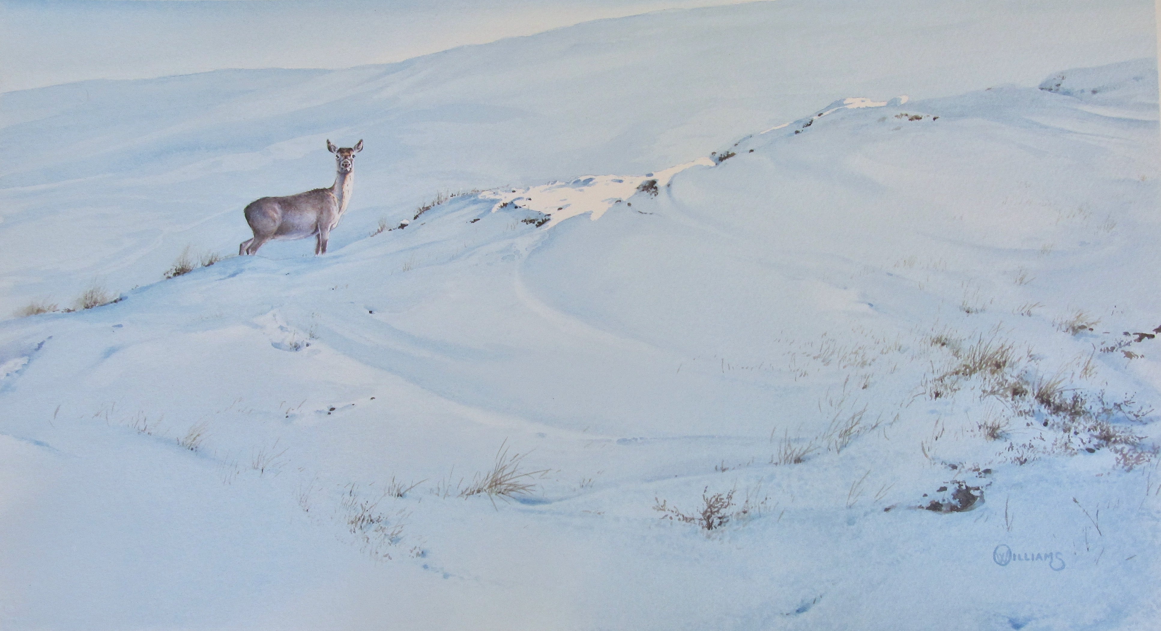 'Winter Hind' - Original Watercolour Painting by Owen Williams - 27 x 48cm