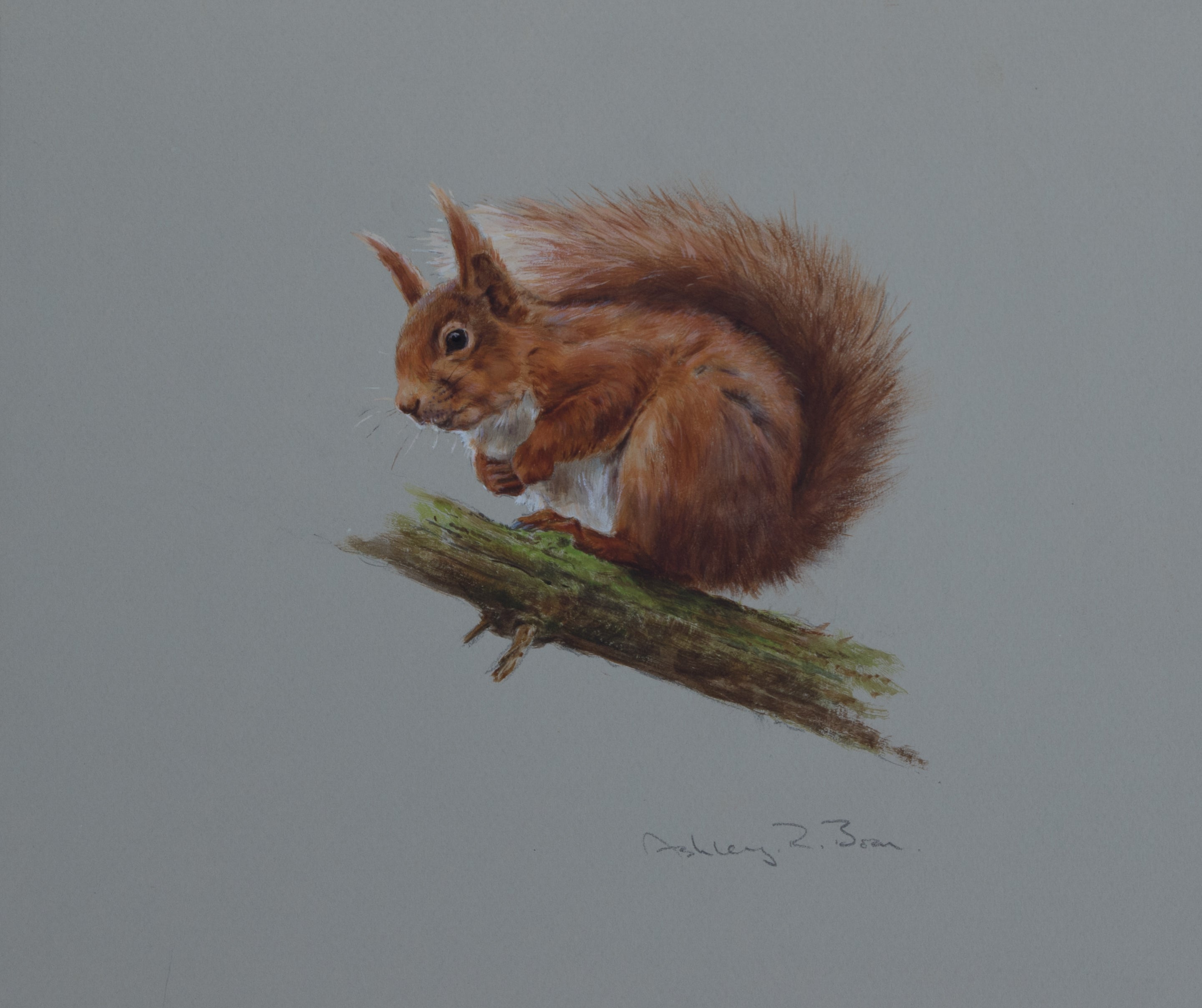 'Red Squirrel II' - Original watercolour by Ashley Boon - 9.5" x 8"