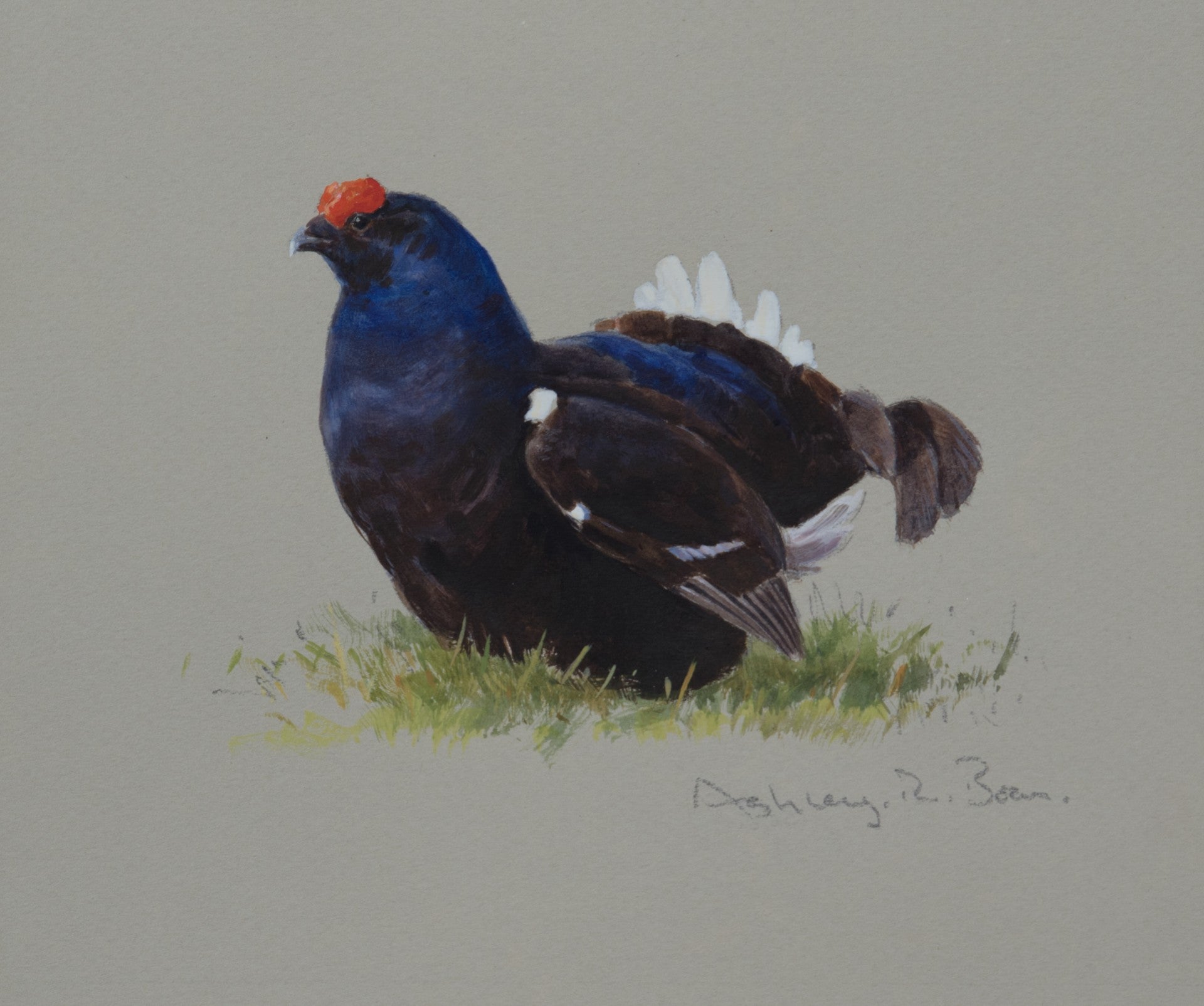 'Blackcock Study' - Original watercolour by Ashley Boon - 6" x 7"
