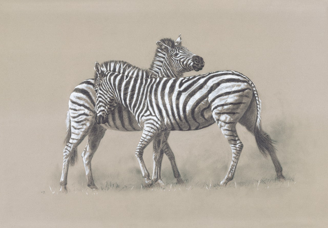 030. 'Burchell's Zebras' Limited Edition Print (25 only) by Ashley Boon - 19.5" x 27.5"