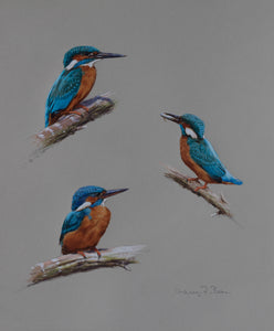 'Kingfisher Studies' - Original watercolour by Ashley Boon - 14" x 11.75"