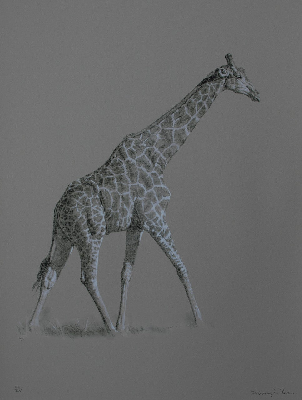 031. 'Southern Giraffe' Limited Edition Print (25 only) by Ashley Boon - 26" x 20"